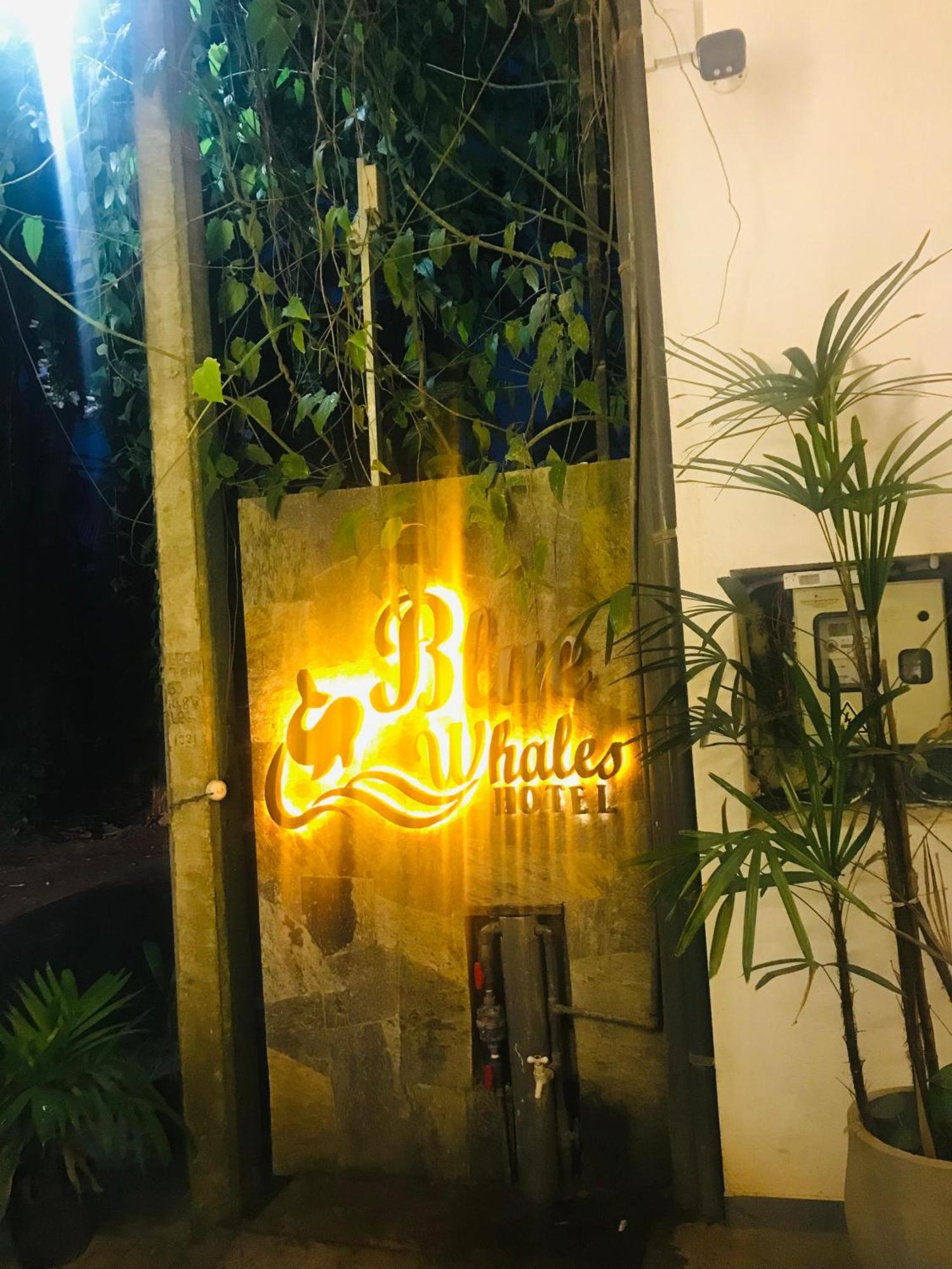 Blue Whales Hotel Hikkaduwa Exterior foto